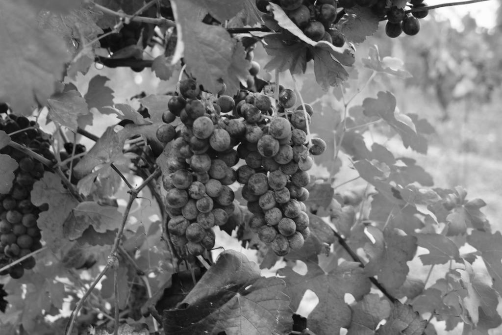 Azienda Agricola Garoglio Davide Alfiano Natta Zewnętrze zdjęcie
