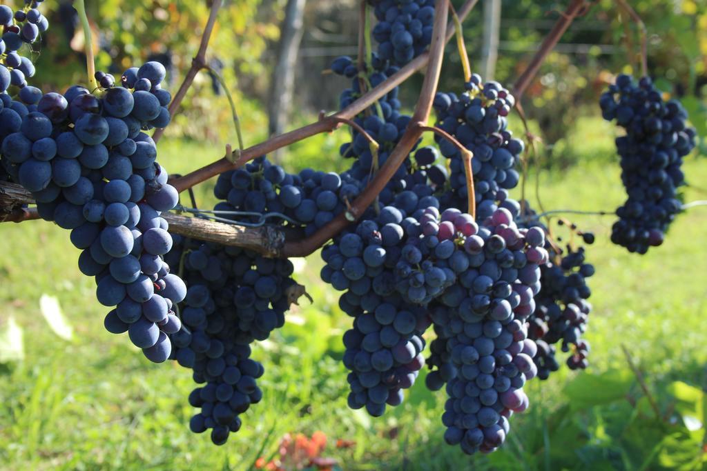 Azienda Agricola Garoglio Davide Alfiano Natta Zewnętrze zdjęcie