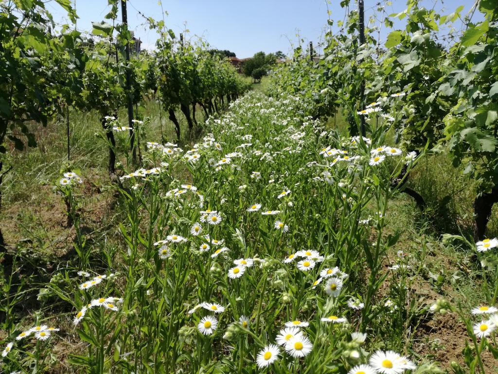 Azienda Agricola Garoglio Davide Alfiano Natta Zewnętrze zdjęcie