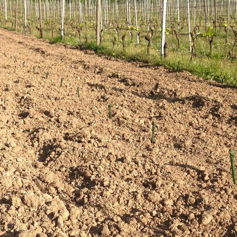 Azienda Agricola Garoglio Davide Alfiano Natta Zewnętrze zdjęcie